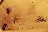 Detailed Fossil Ant-Like Flower Beetle, Flies and Wasp in Baltic Amber #272700-1